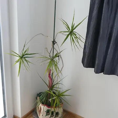 Apartment Chads Mit Tiefgarage Graz