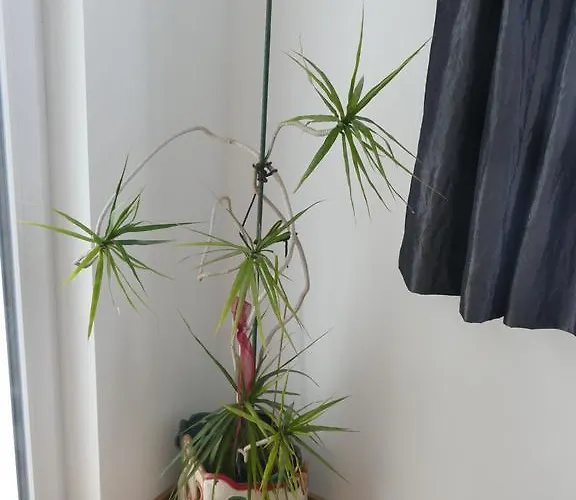 Appartamento Chads Mit Tiefgarage Free Parking Graz